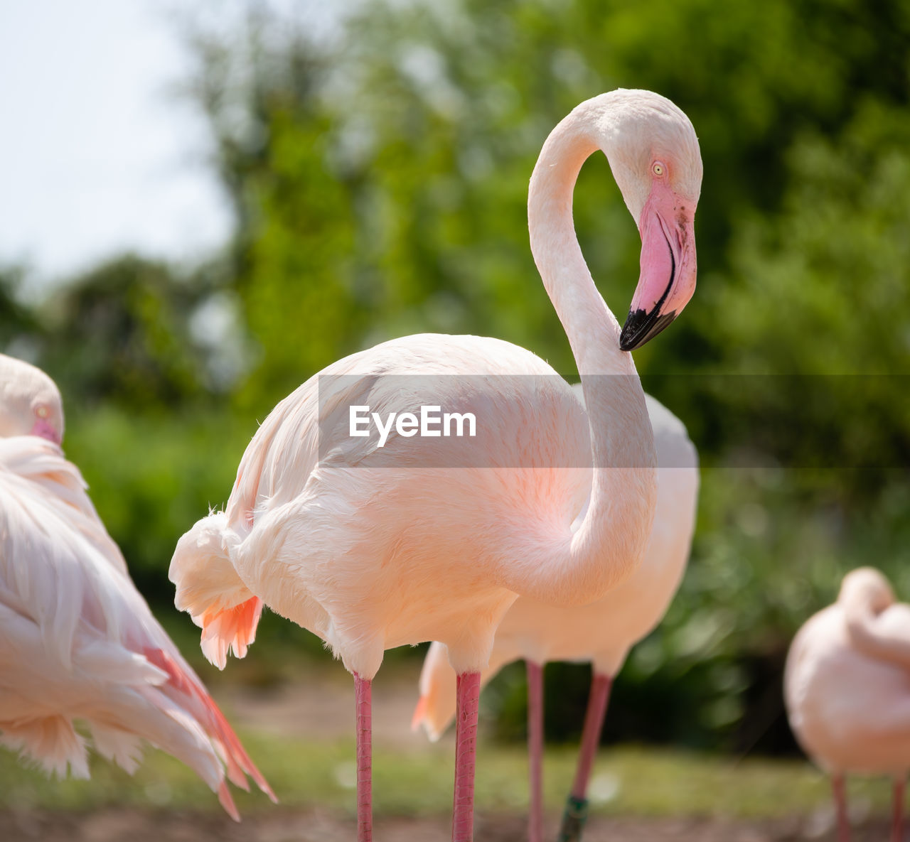 Pink flamingo close-up.