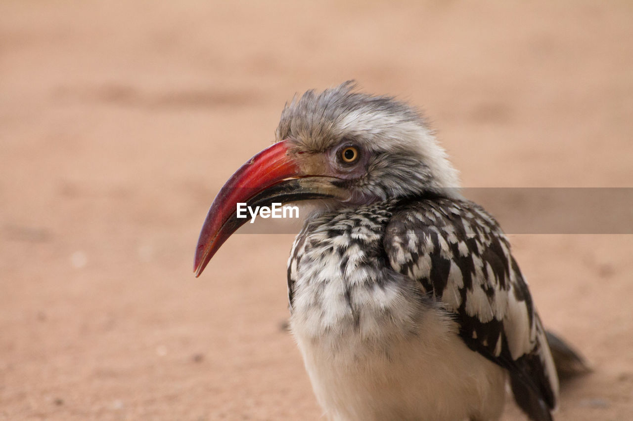 Close up of a red billed hornbill in hwange national park.