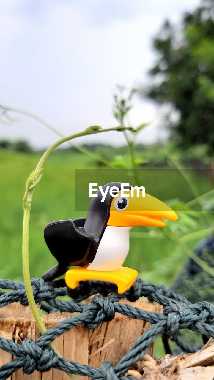 CLOSE-UP OF A BIRD ON A PLANT