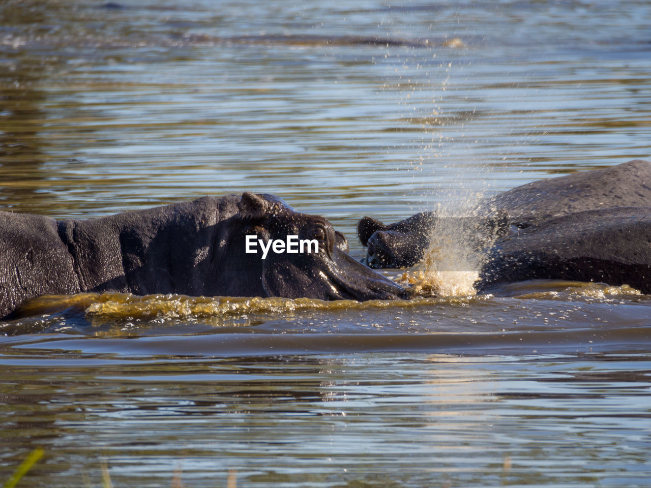 Hippopotamus swimming and spraying water, moremi game reserve, botswana