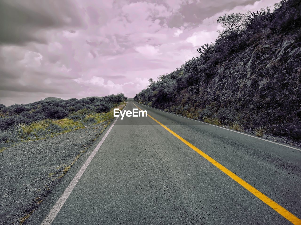 SURFACE LEVEL OF EMPTY ROAD ALONG TREES