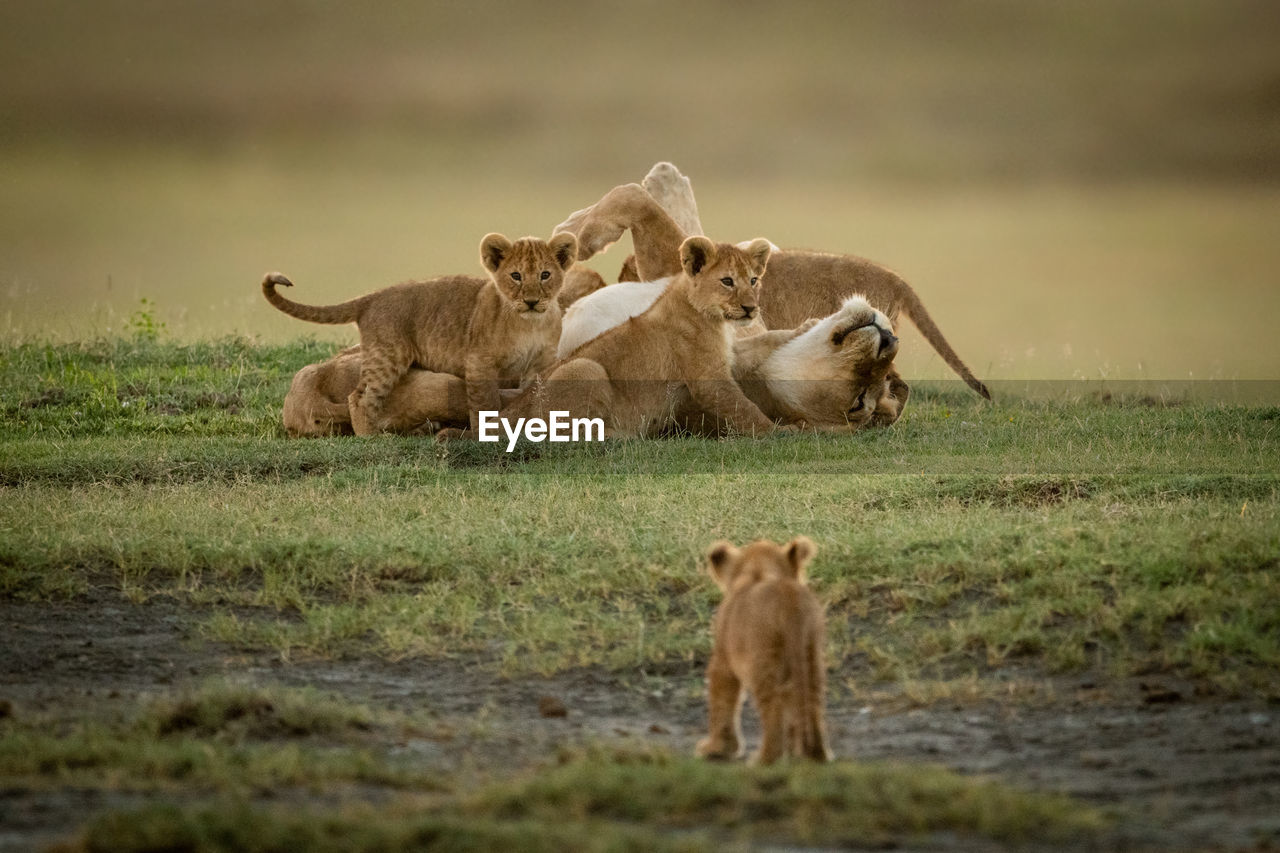 Lioness with cubs on grass