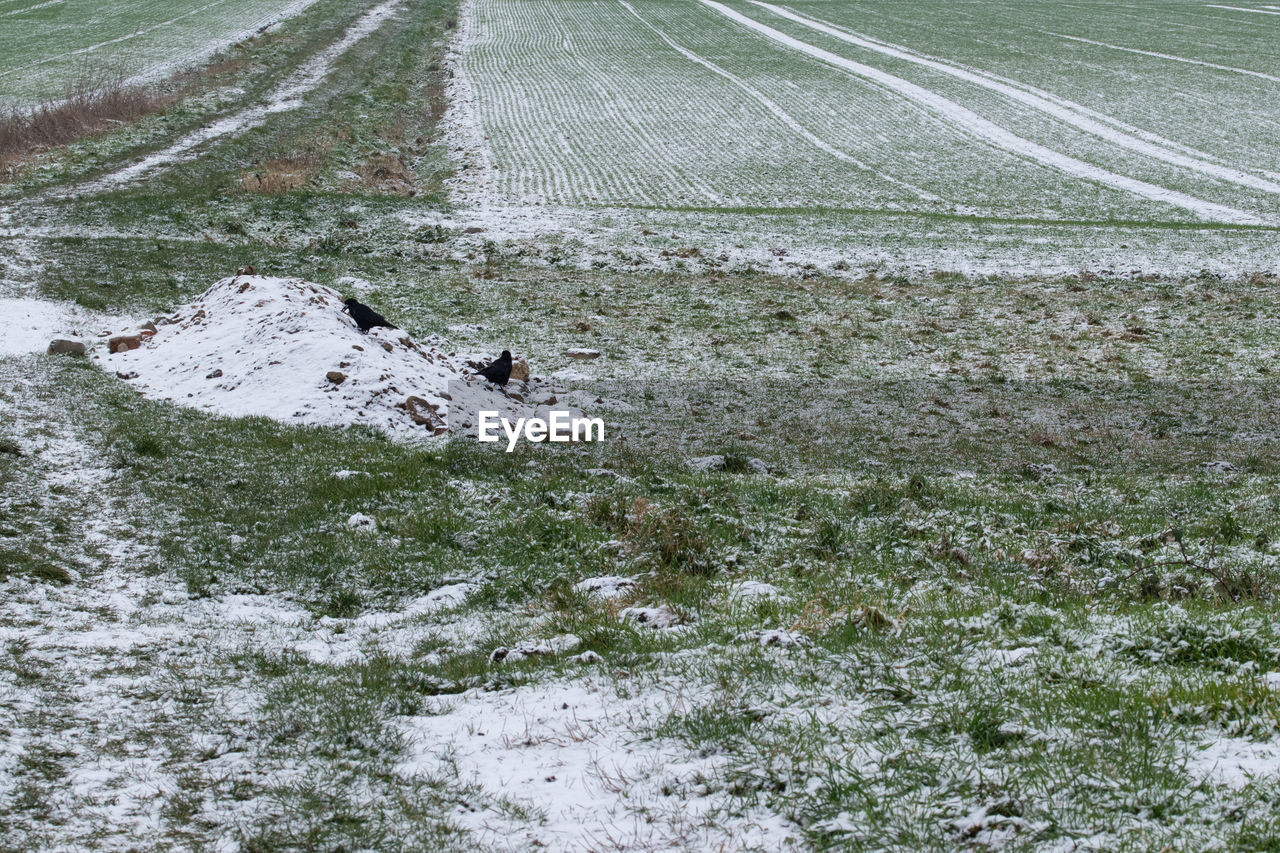 SCENIC VIEW OF SNOW COVERED FIELD