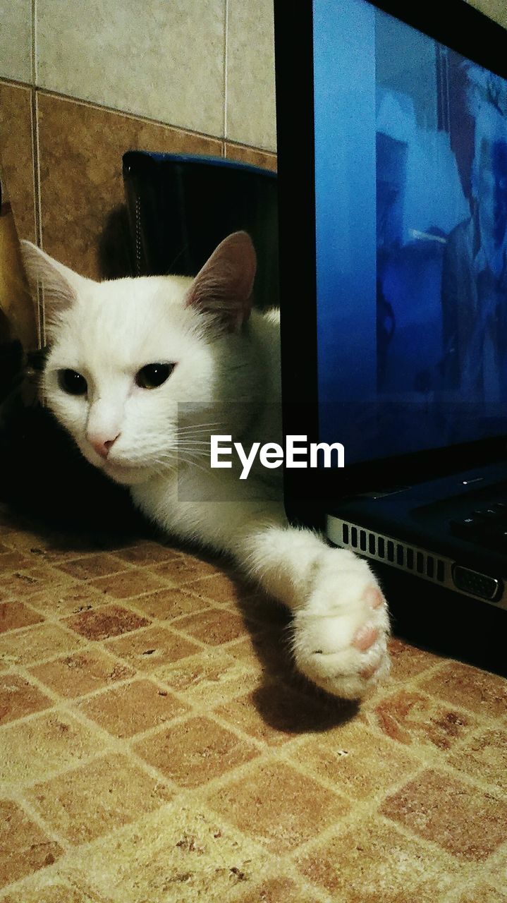 White cat relaxing on floor at home