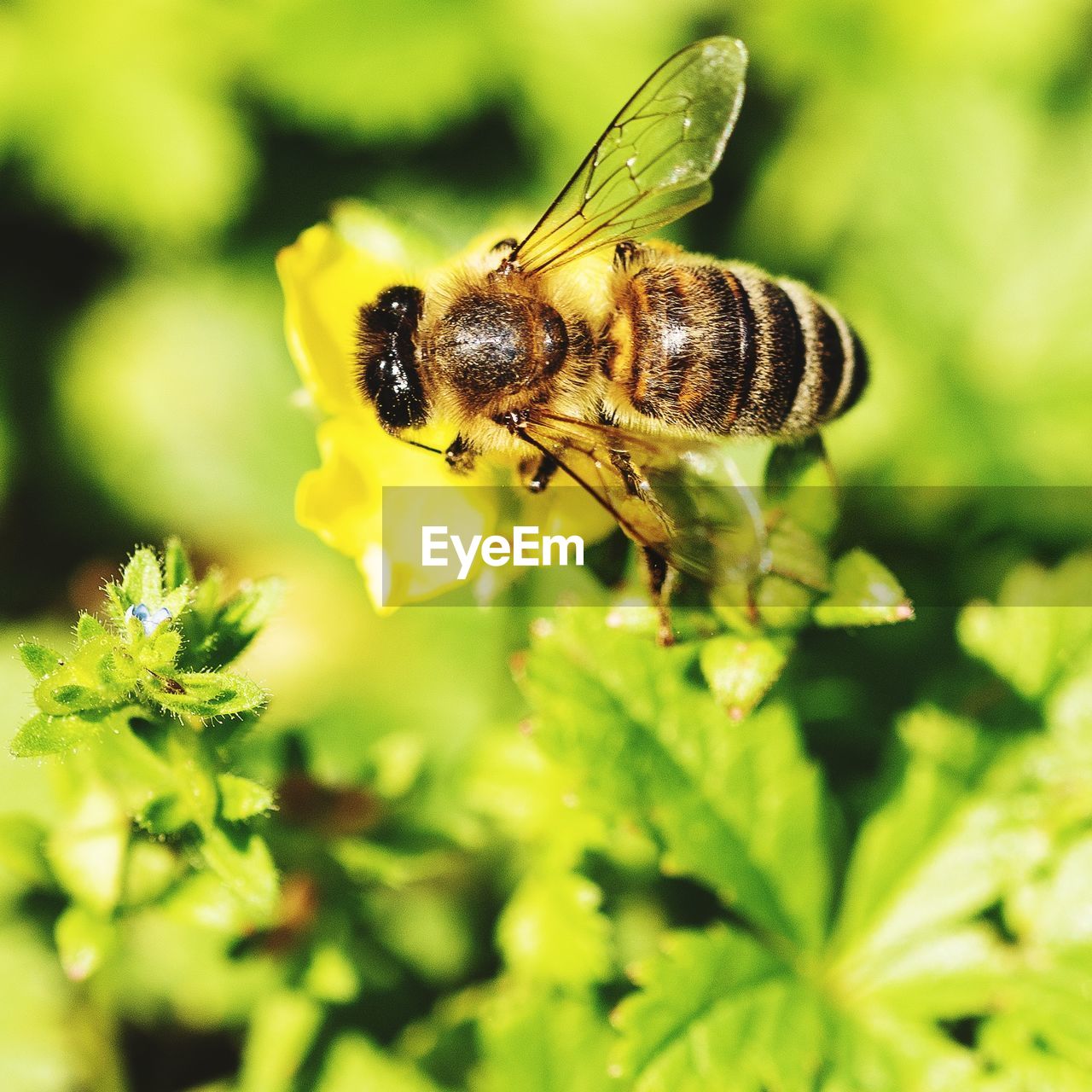 CLOSE-UP OF BEE POLLINATING FLOWER