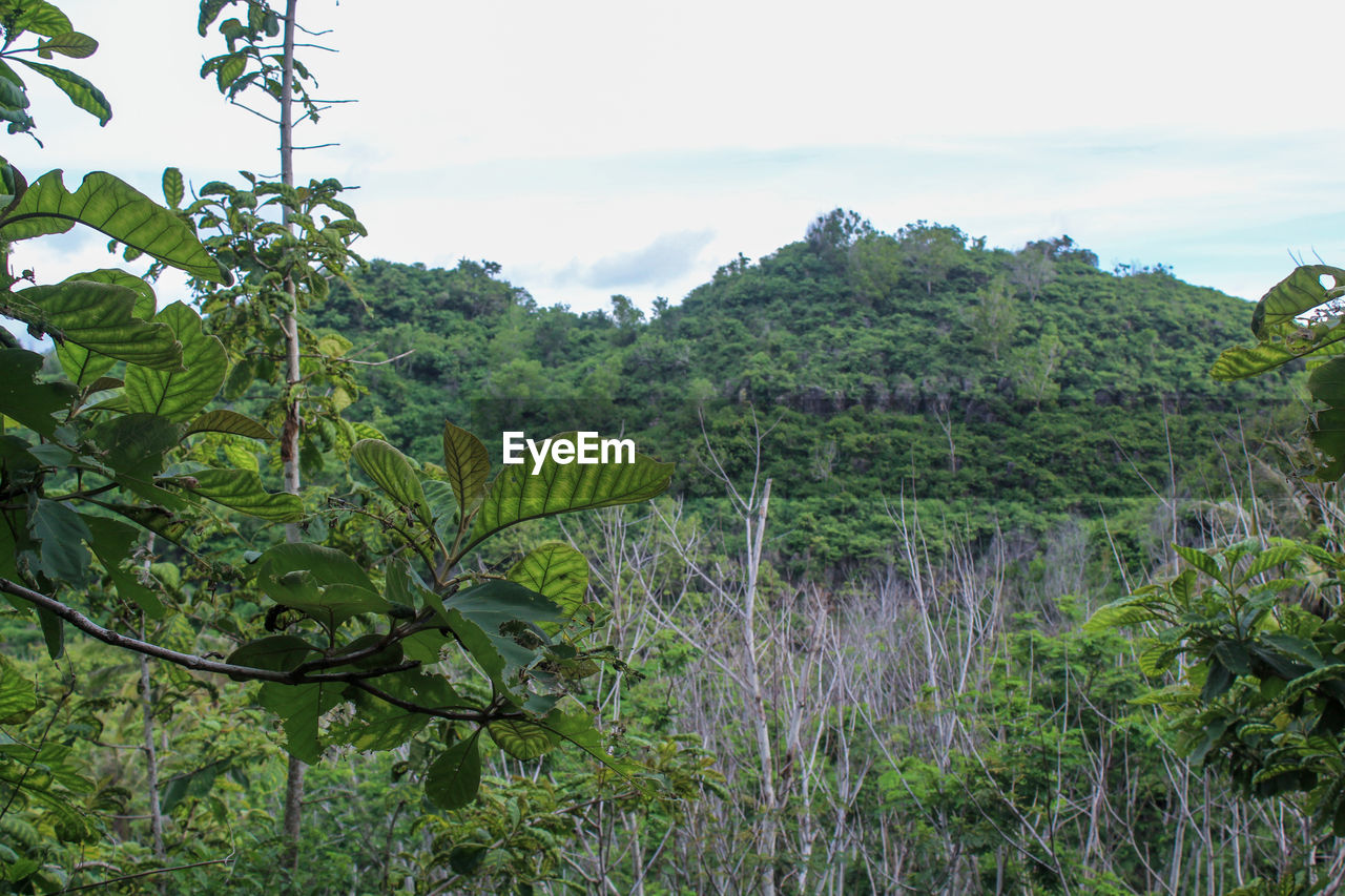 PLANTS AND TREES ON FIELD