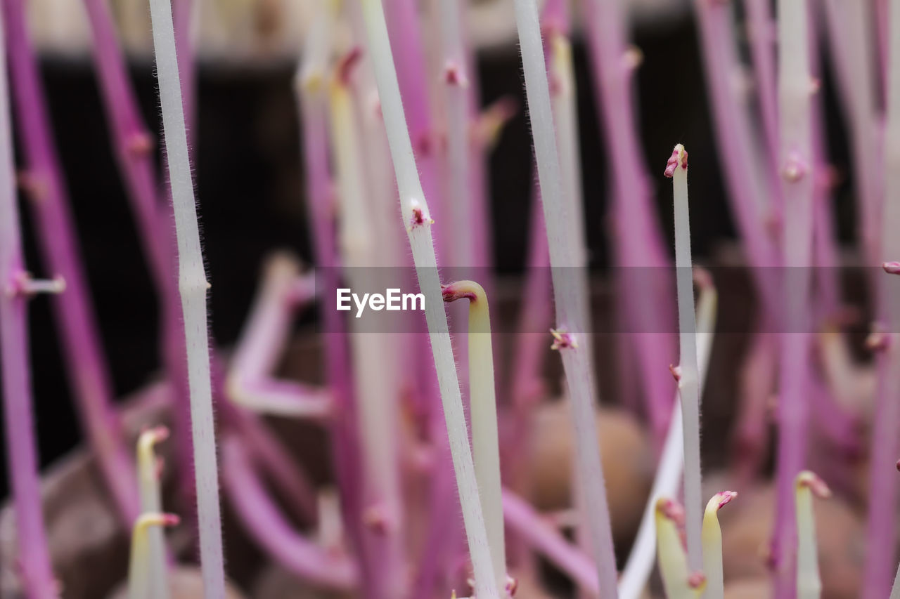 Potato sprouts close up.