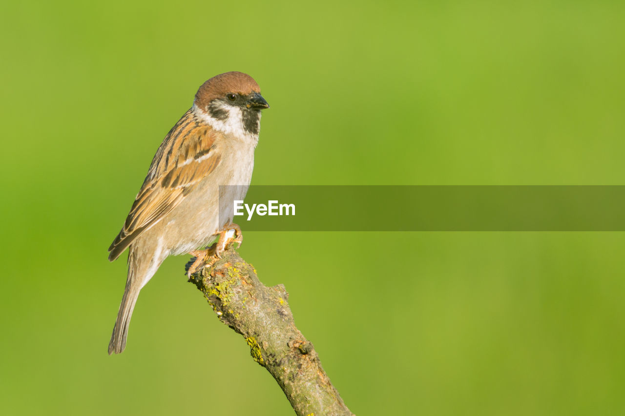 CLOSE-UP OF A BIRD PERCHING ON BRANCH