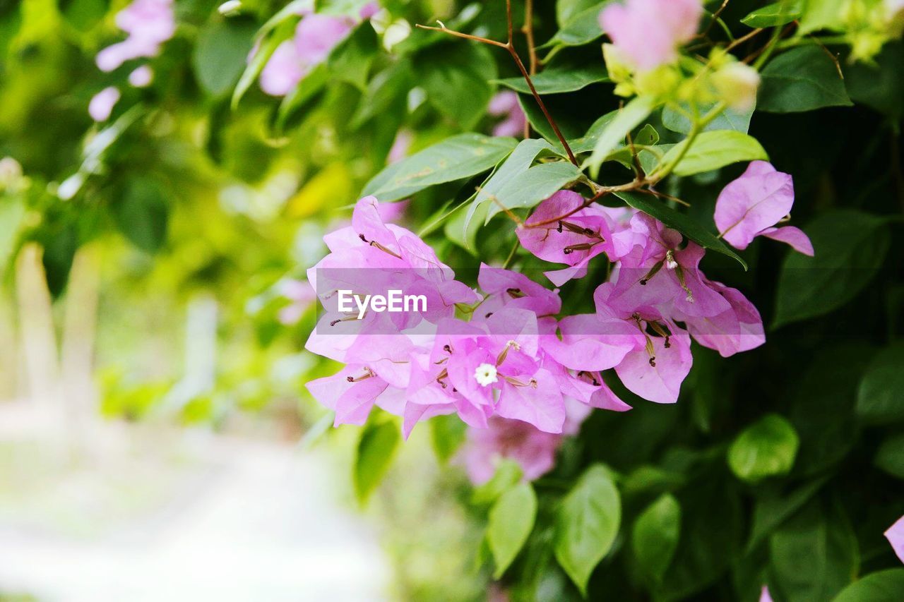 CLOSE-UP OF PURPLE FLOWERING PLANTS