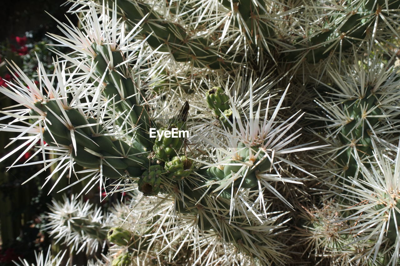 High angle view of cactuses growing outdoors