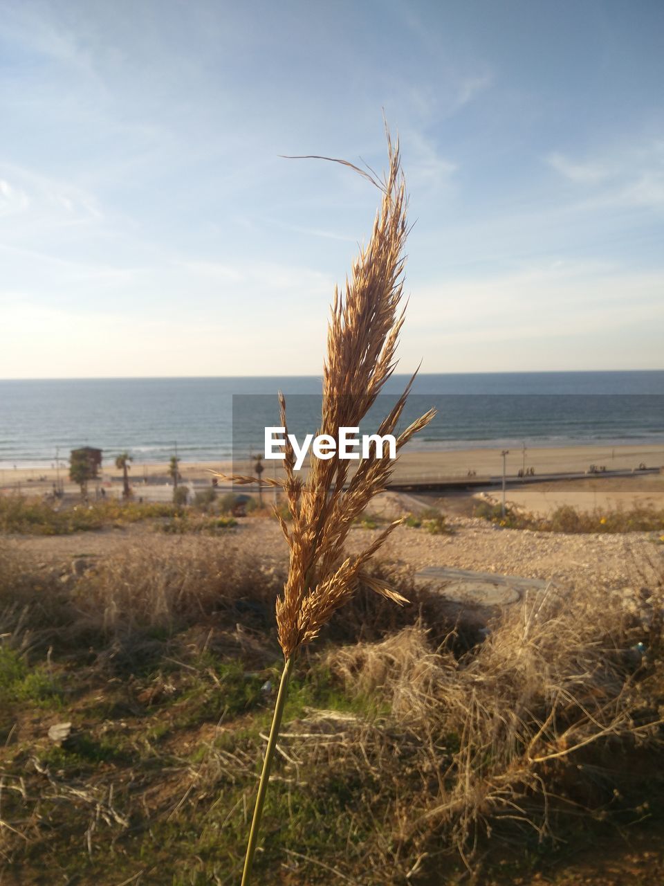 GRASS GROWING ON BEACH AGAINST SKY