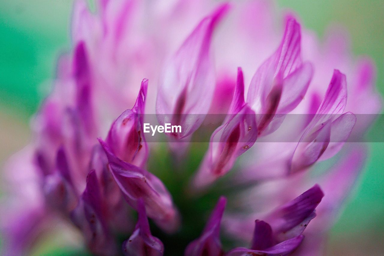 CLOSE-UP OF FLOWER