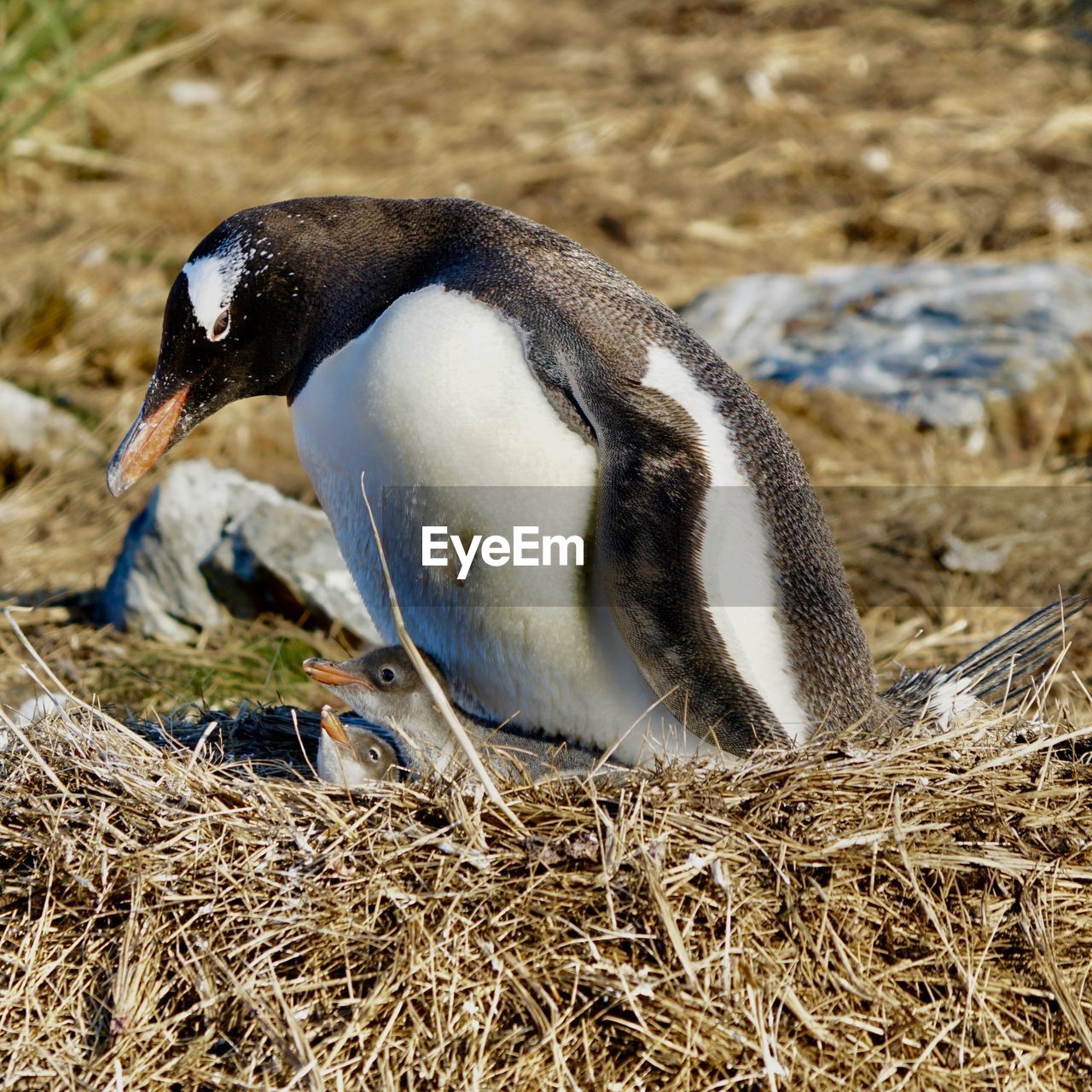 SIDE VIEW OF A BIRD ON A FIELD