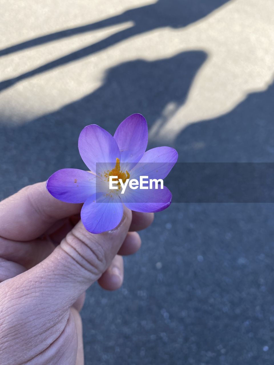 CLOSE-UP OF HAND HOLDING PURPLE FLOWER