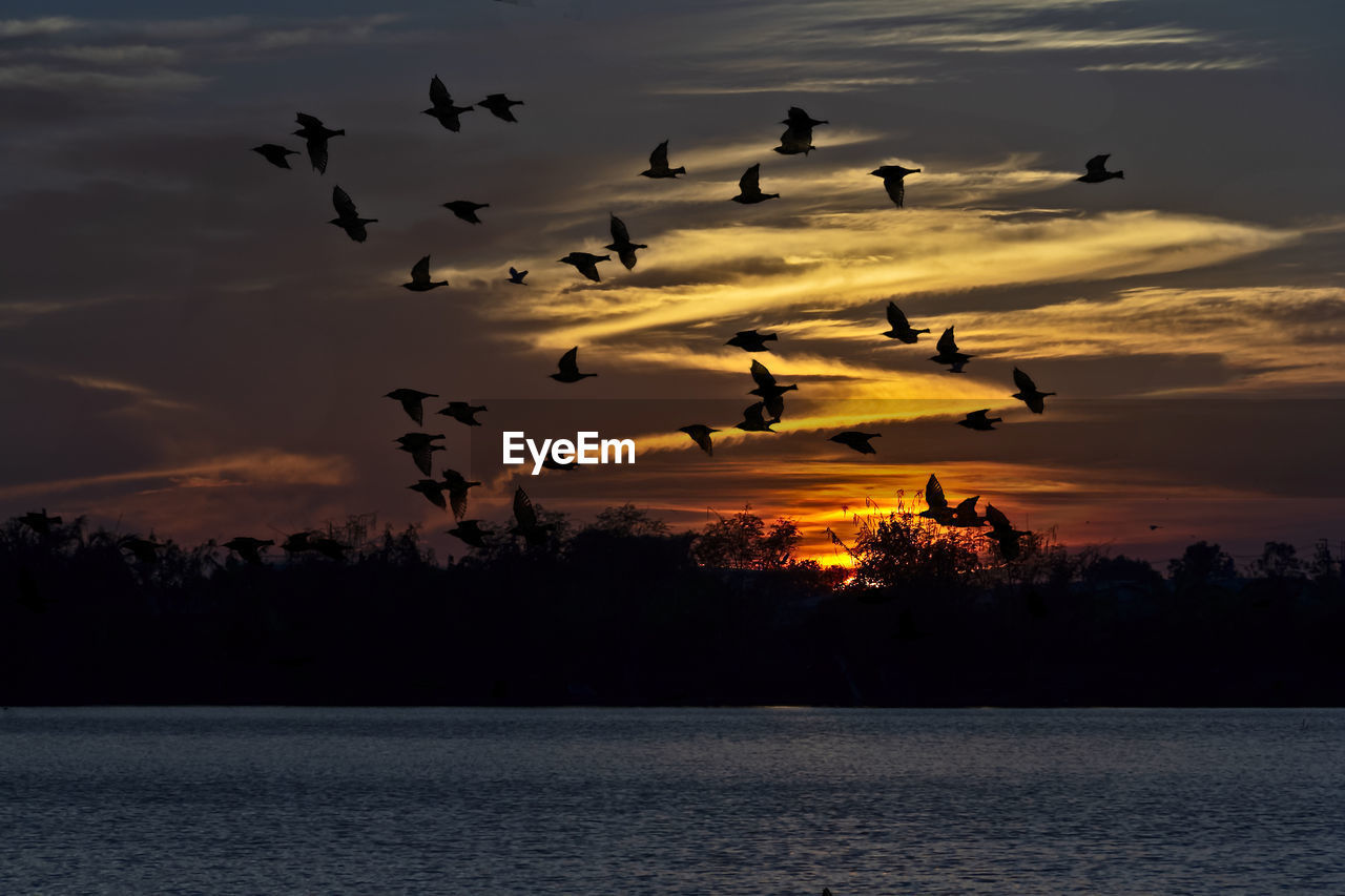 Silhouette birds flying over lake against sky during sunset