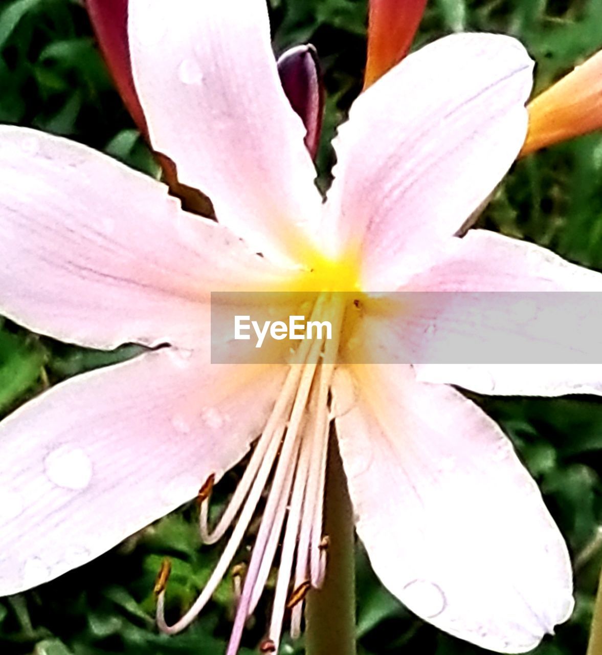 CLOSE-UP OF FRESH PINK LILY
