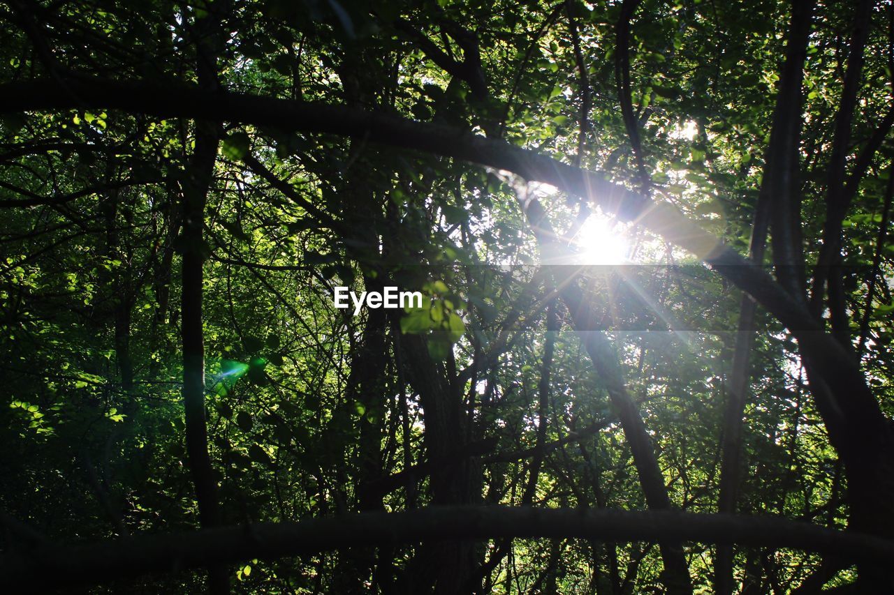 LOW ANGLE VIEW OF TREES IN SUNLIGHT