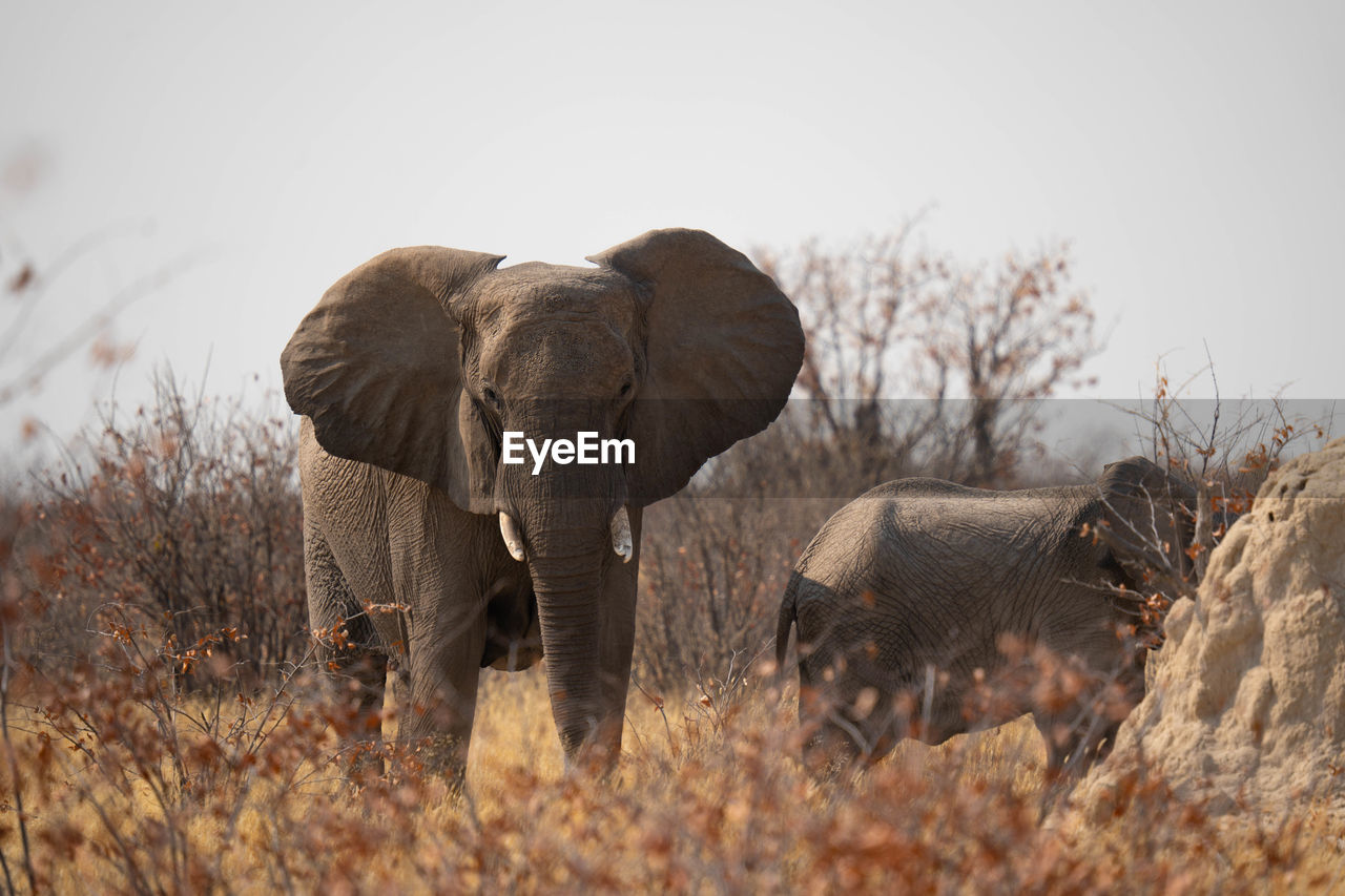 elephants standing on field against clear sky