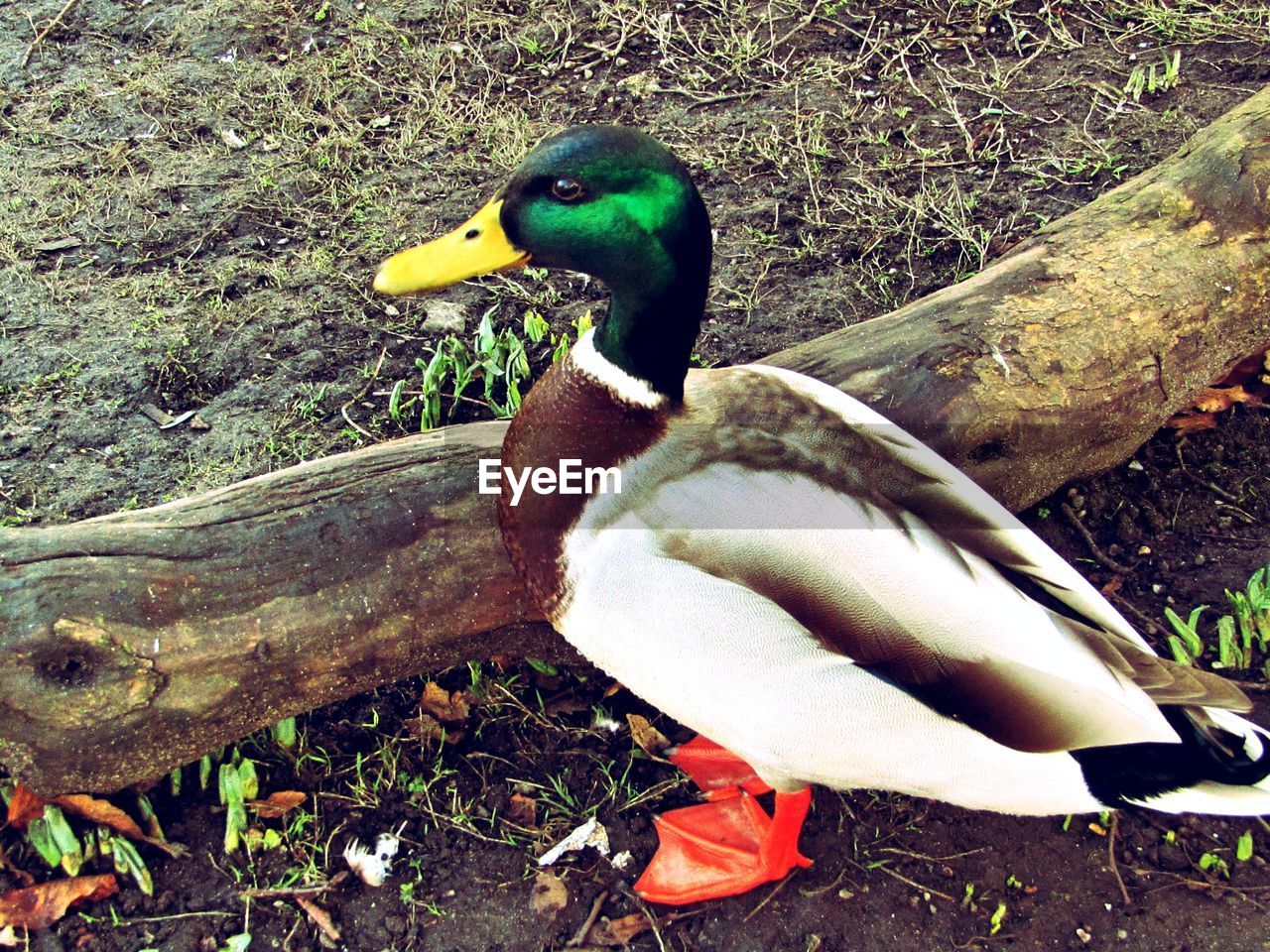 CLOSE-UP OF BIRD AGAINST STONE WALL