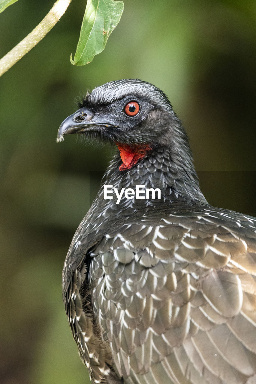 Beautiful black tropical bird with red throat on green rainforest