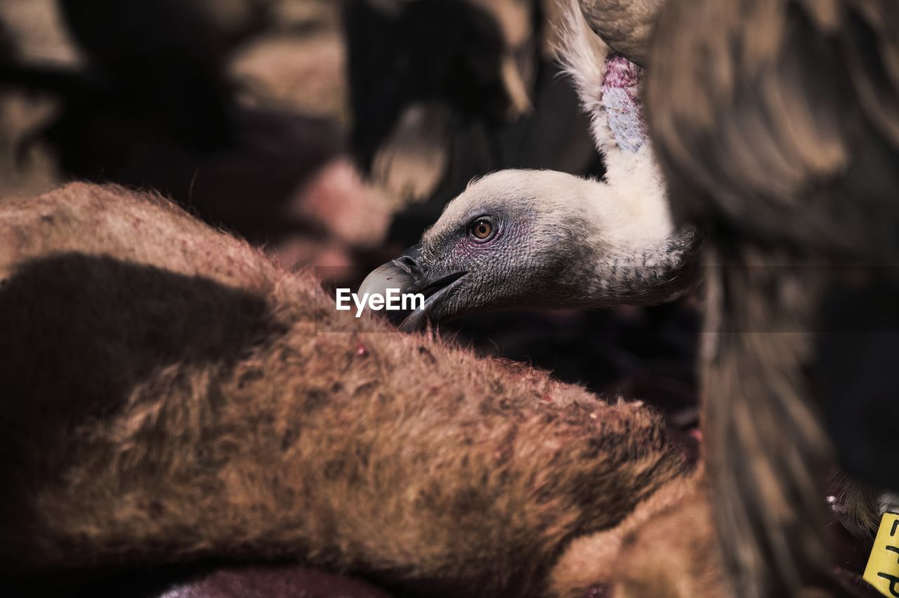 Large scavenger griffon vulture bird eating dead animal in wild nature in mountains