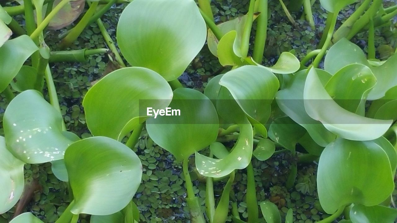 CLOSE-UP OF PLANTS