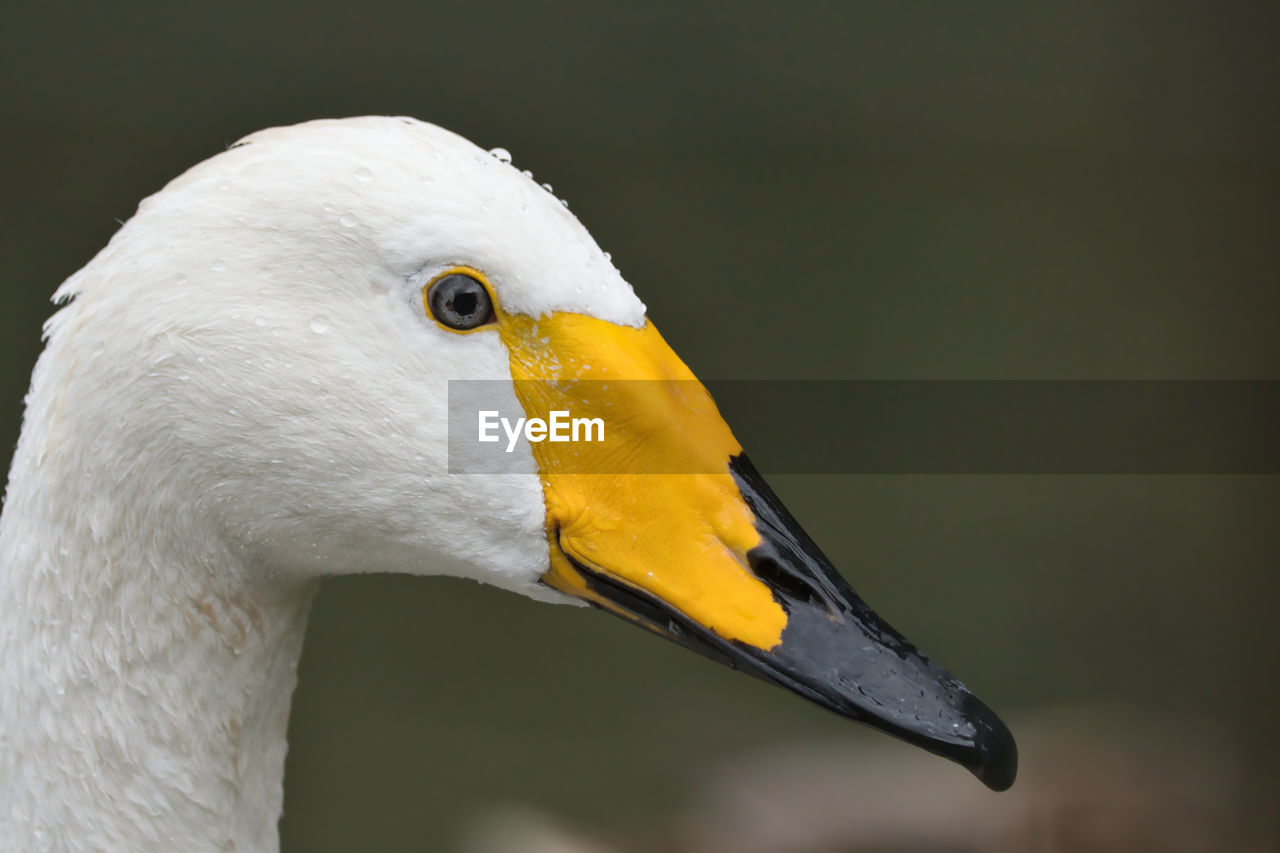 animal themes, bird, animal, animal wildlife, one animal, beak, wildlife, animal body part, ducks, geese and swans, close-up, water bird, animal head, duck, yellow, goose, nature, side view, wing, focus on foreground, no people, portrait, white, animal eye, profile view, water, outdoors, eye