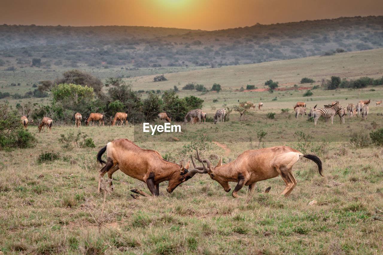 HERD OF SHEEP ON FIELD