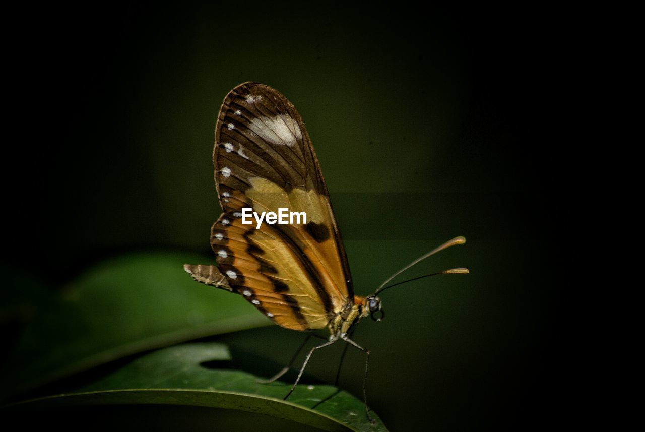 CLOSE-UP OF BUTTERFLY ON LEAF