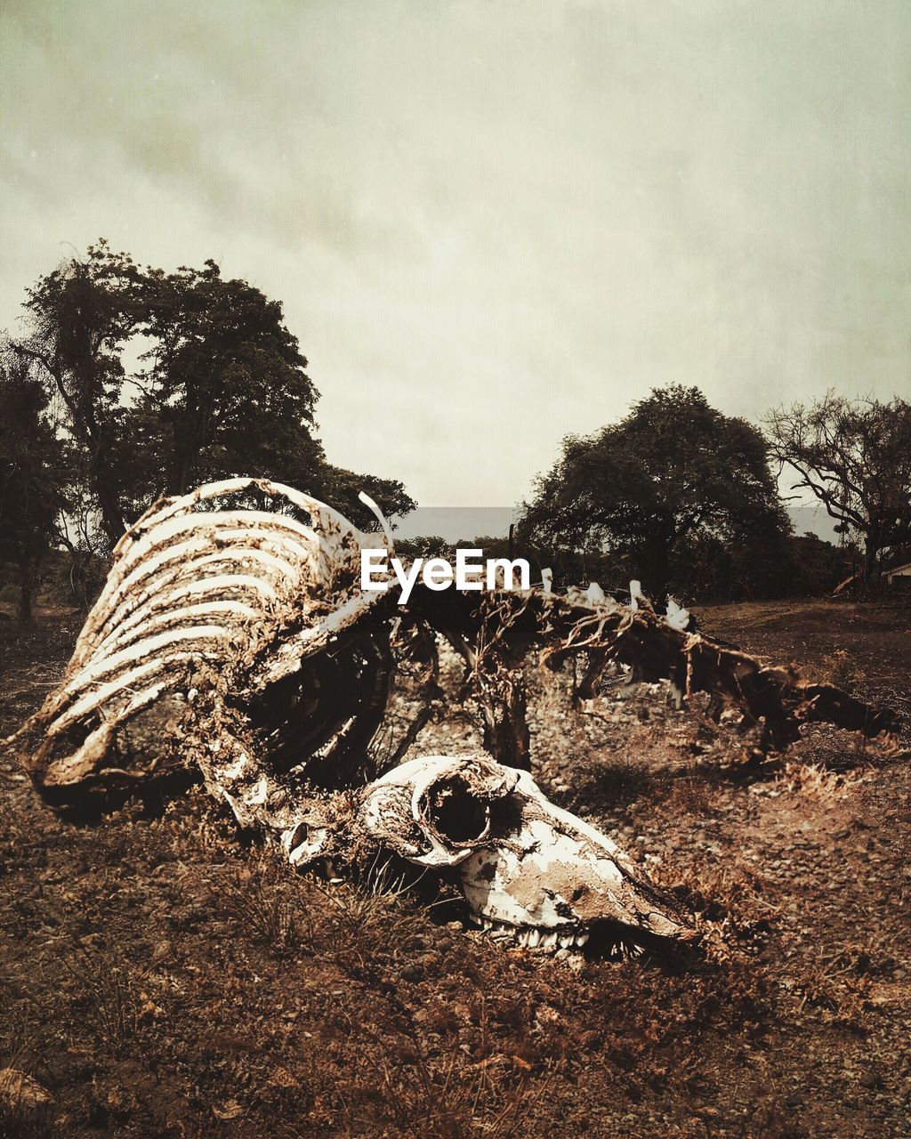 CLOSE-UP OF ANIMAL SKULL ON FIELD AGAINST TREES