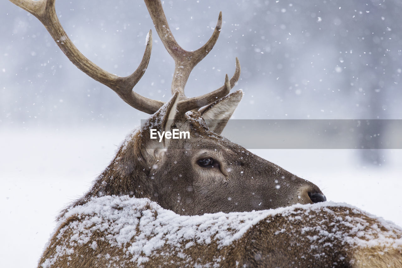 VIEW OF DEER ON SNOW COVERED FIELD