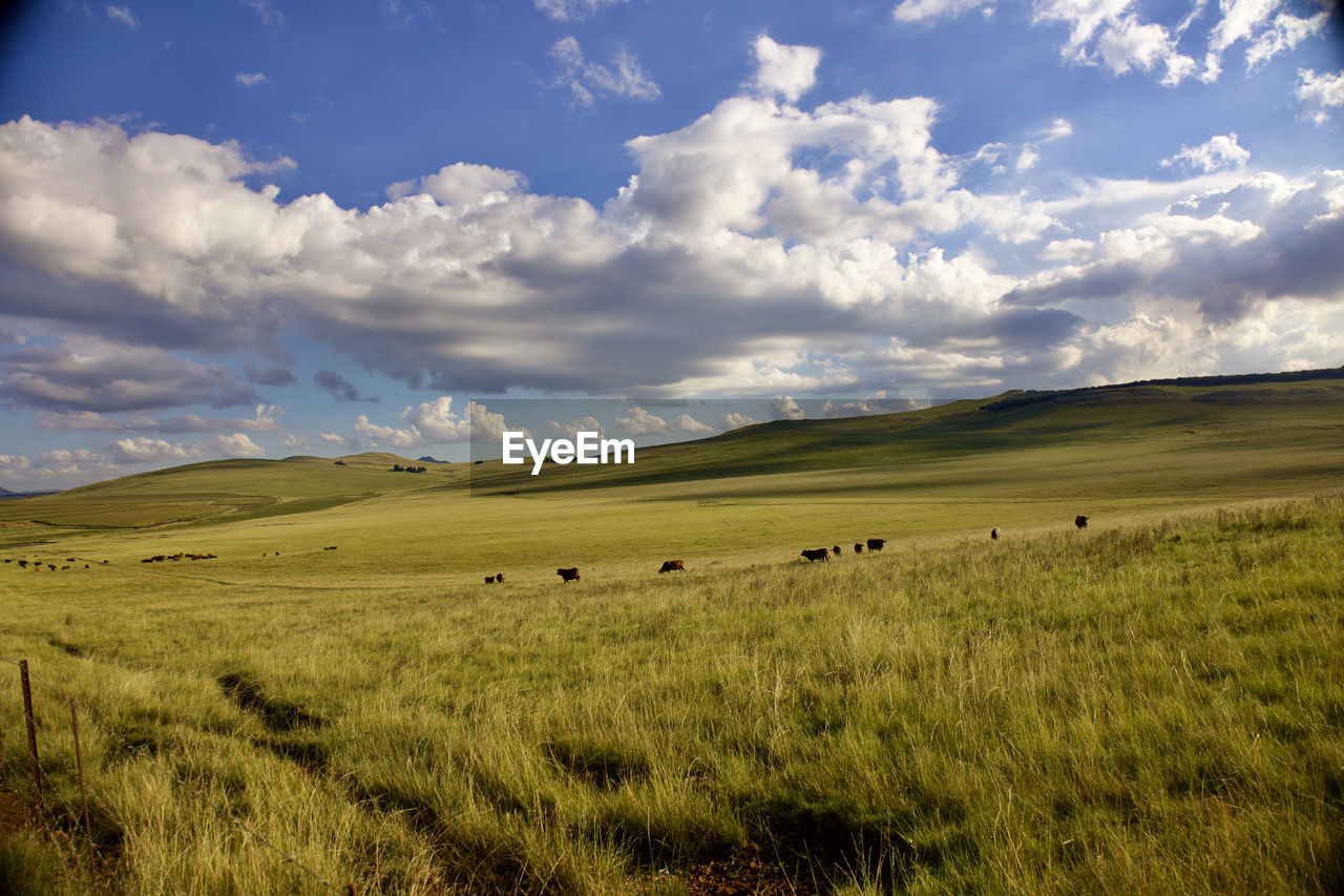 Scenic view of grassy field against sky