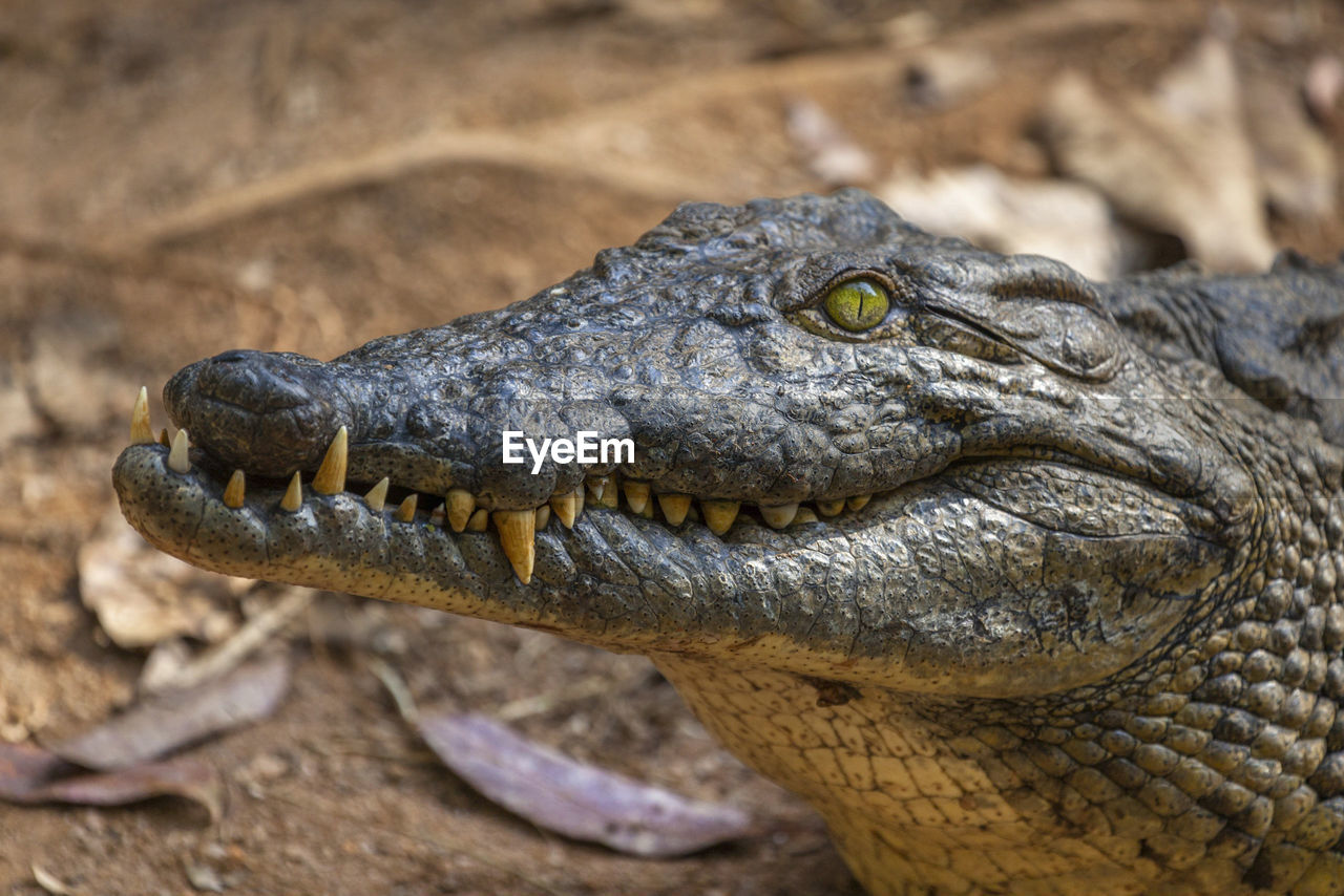 Close-up of a crocodile