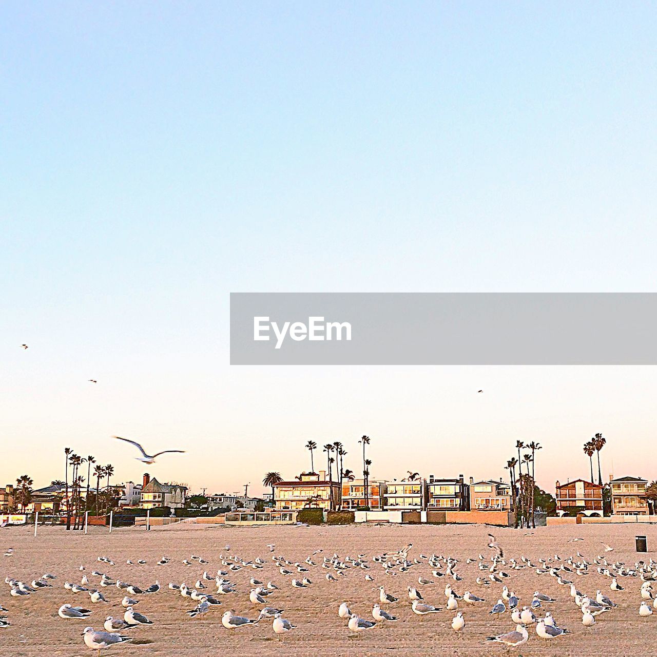 Seagulls on beach