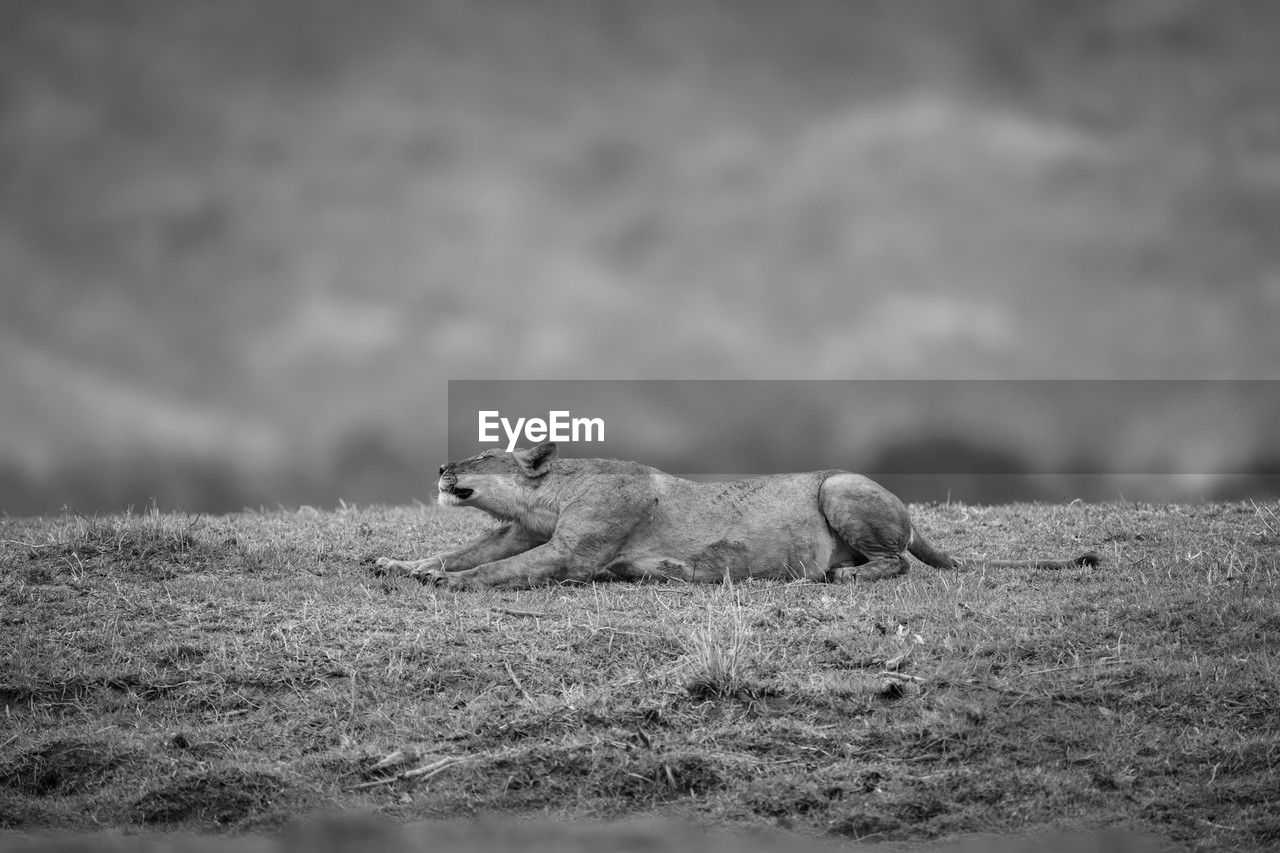 animal, animal themes, animal wildlife, wildlife, mammal, black and white, one animal, monochrome, monochrome photography, no people, nature, side view, lion - feline, feline, day, land, outdoors, selective focus, carnivore, carnivora, cat, white, environment, animals hunting