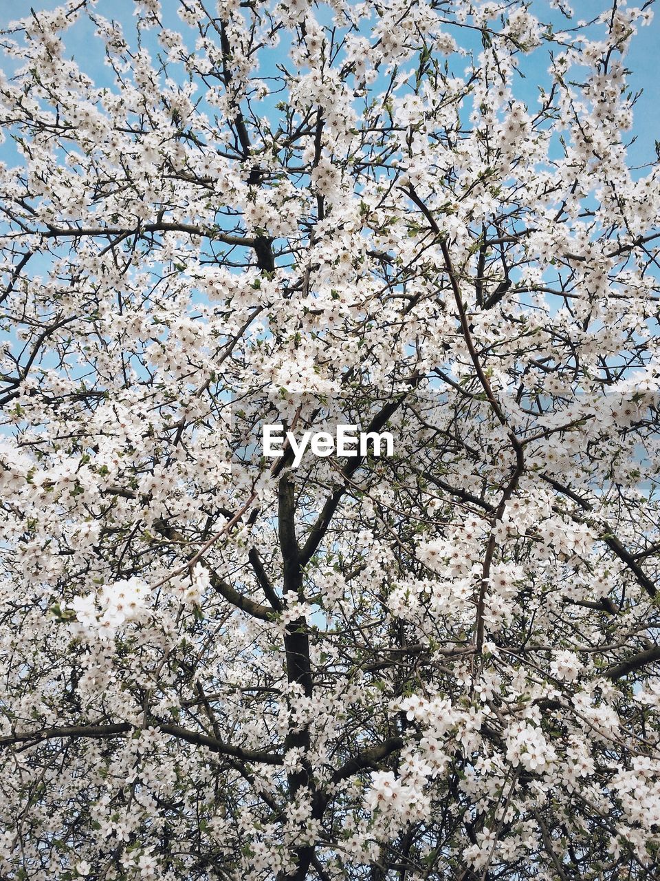 Low angle view of white cherry blossom blooming on tree