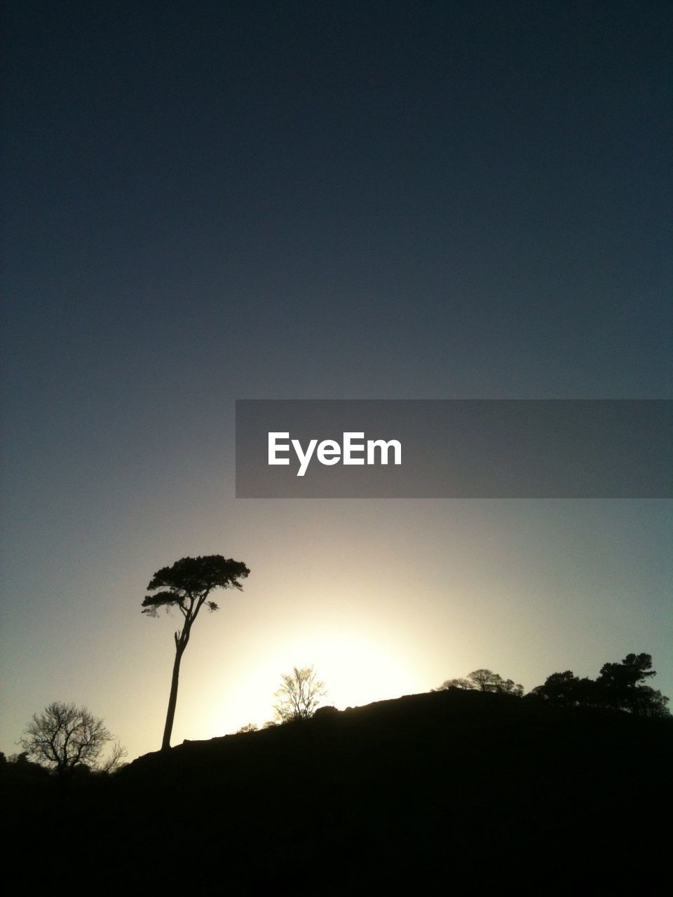 Low angle view of silhouette trees against clear sky