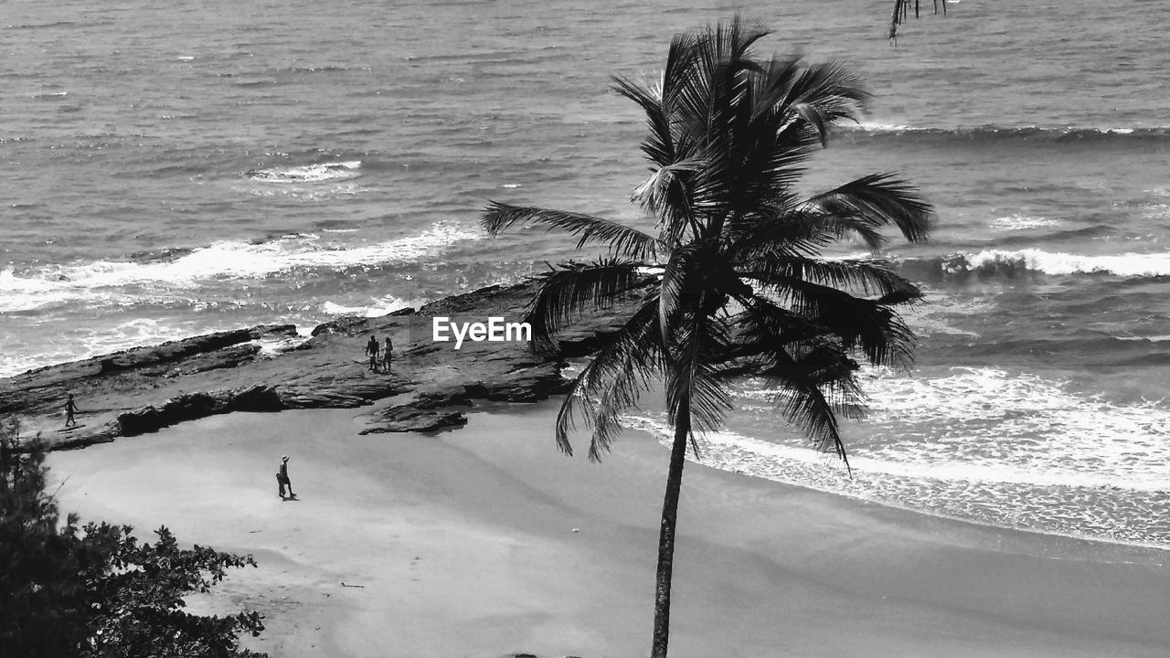 HIGH ANGLE VIEW OF PALM TREE BY SEA