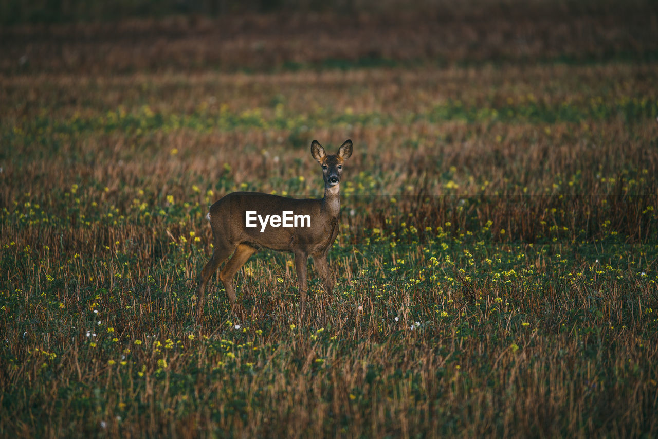 Deer standing on field