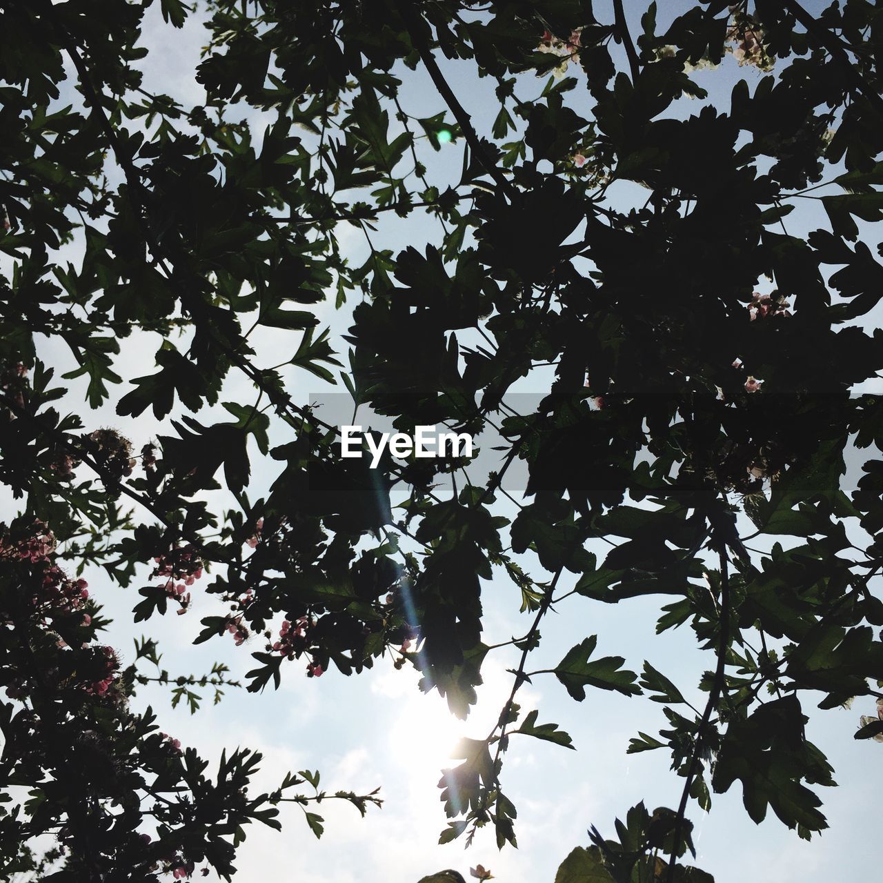 LOW ANGLE VIEW OF TREES AGAINST SKY