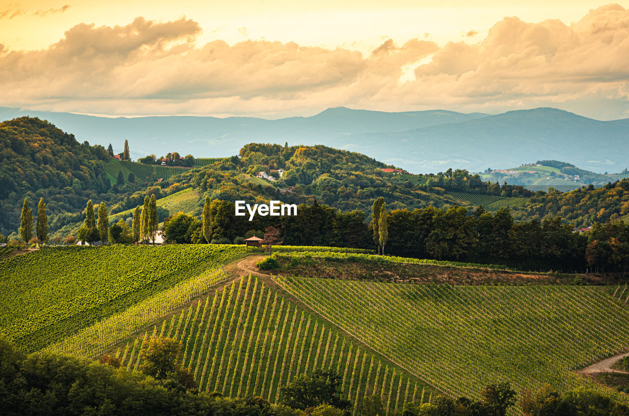 Styrian tuscany vineyard in autumn near eckberg, gamliz, styria, austria. tourist spot 