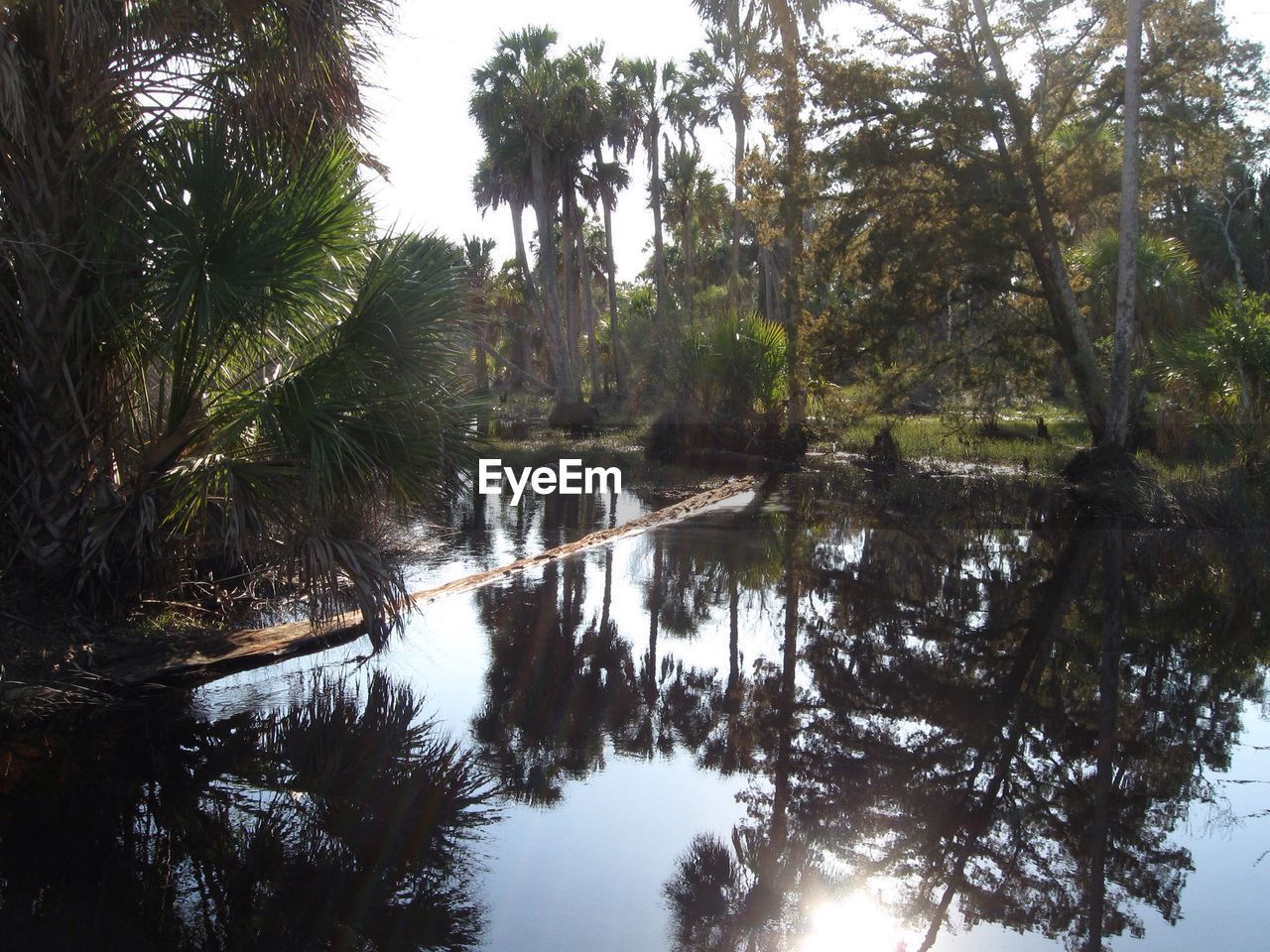 Reflection of trees calm lake at forest