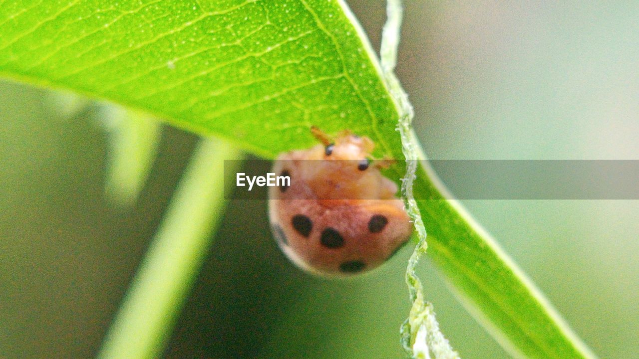CLOSE-UP OF GRASSHOPPER ON LEAF