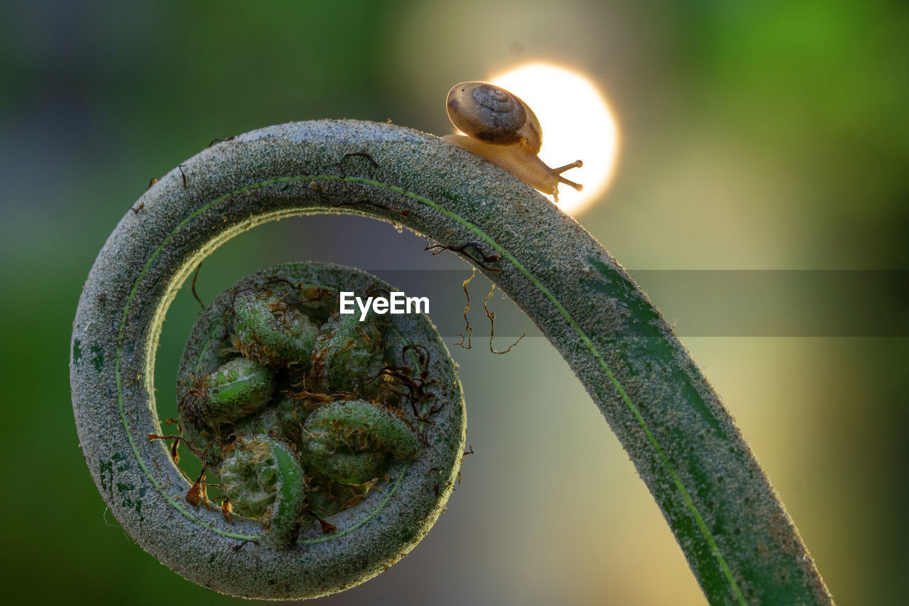 Close-up of snail on a plant