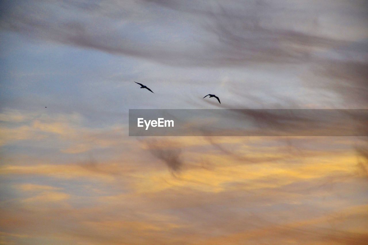 LOW ANGLE VIEW OF SILHOUETTE BIRD FLYING AGAINST SKY