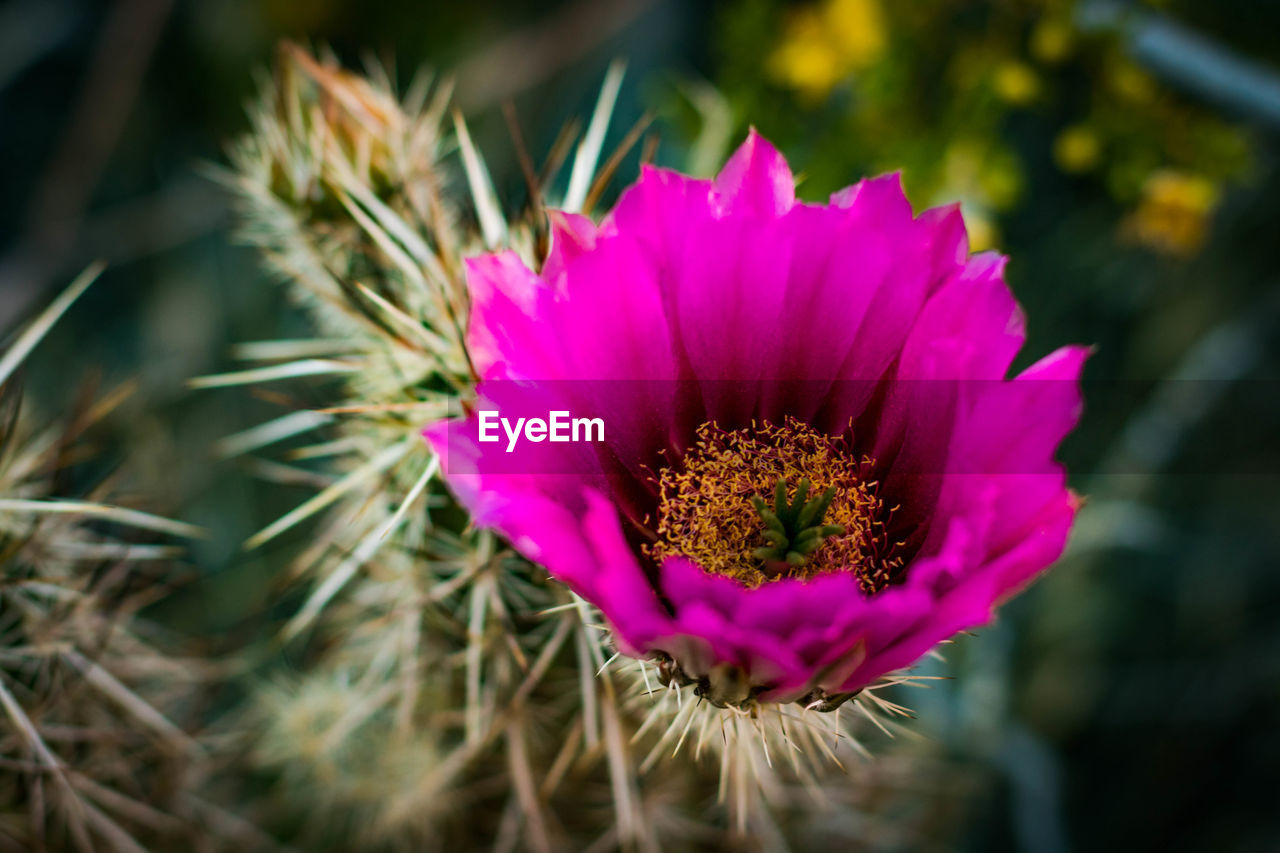 CLOSE-UP OF FRESH PINK FLOWERS BLOOMING OUTDOORS