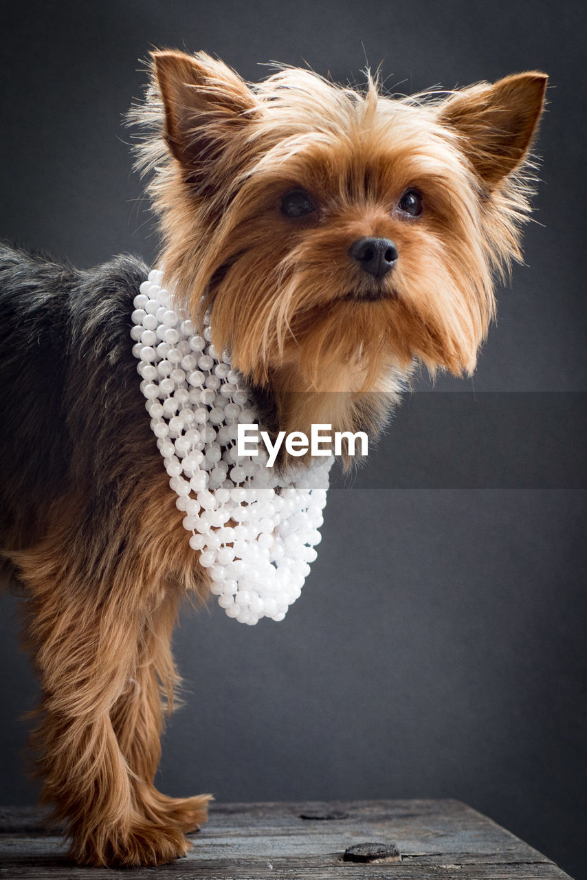 Portrait of yorkshire terrier with pearl necklace on table against black background