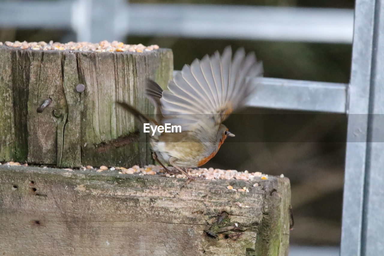Close-up of robin taking off post