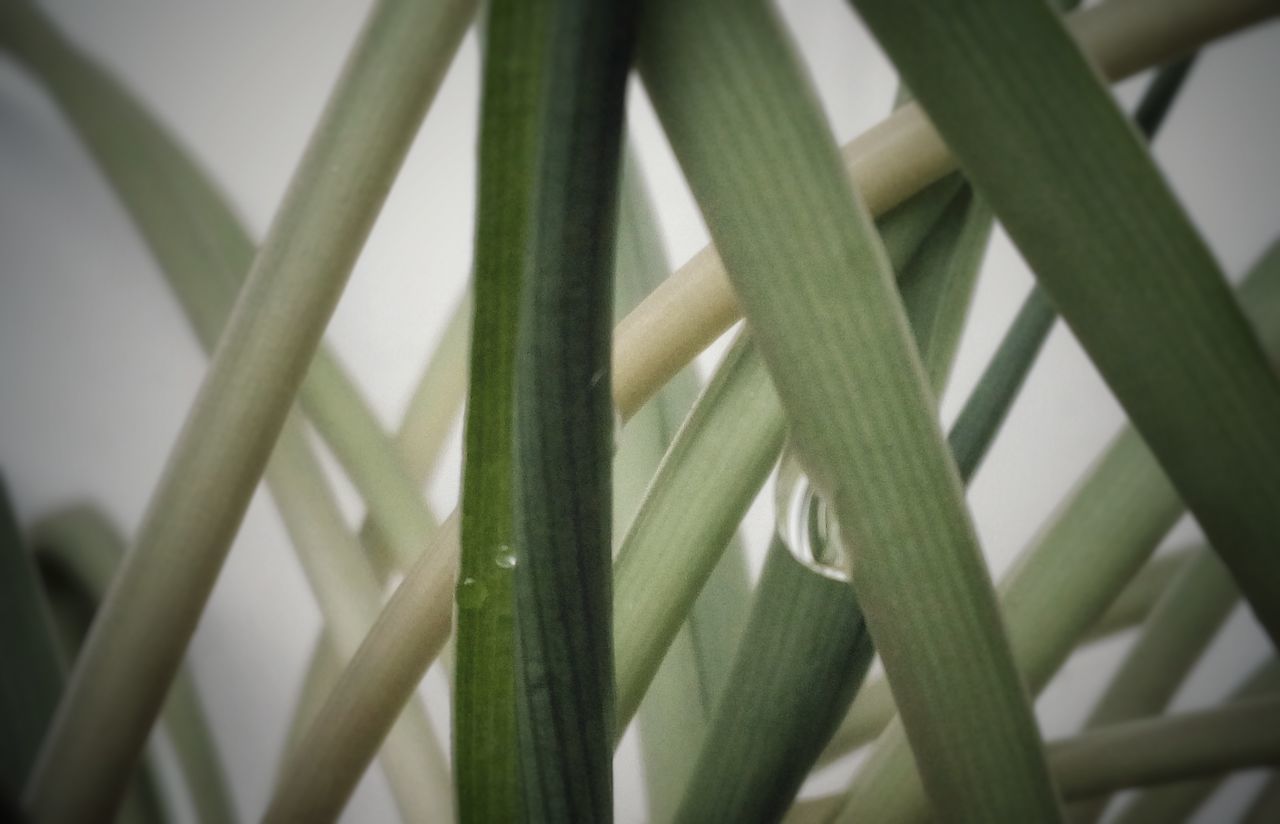 CLOSE-UP VIEW OF GRASS