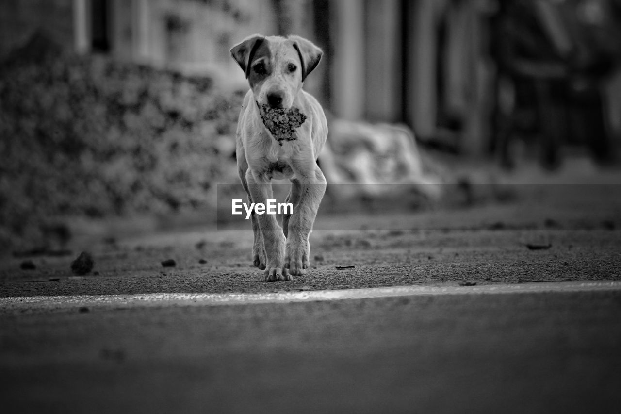 Portrait of dog running on road